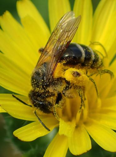Andrena flavipes